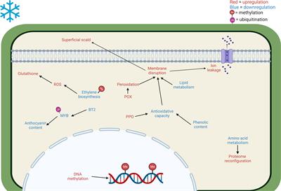 Dissecting postharvest chilling injuries in pome and stone fruit through integrated omics